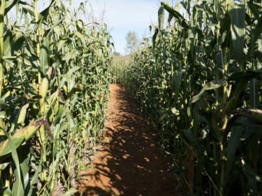 Corn Maze